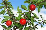 Three red plum fruits hanging on a branch on the background of blue sky