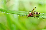 wasp and water drops  in green nature or in garden. It's danger.