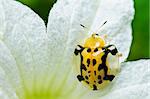 ladybug and white fliwer in the green nature or in the garden