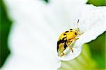 ladybug and white fliwer in the green nature or in the garden