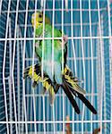 Flying Pet Bird in a cage