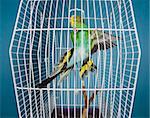 Flying Pet Bird in a cage