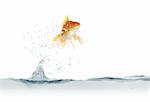 jumping out fish on white background