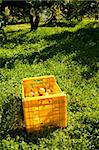 A lemon plantation with a crate filled with freshly picked fruit