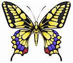 vector illustration of big yellow machaon butterfly isolated on white