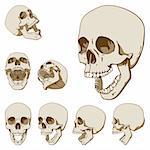 Set of seven drawings of human skull. Vector illustration