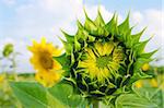 field with green sunflowers