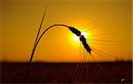 golden sunset over harvest field