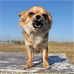 portrait of a growling purebred  puppy chihuahua
