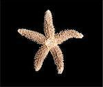 Starfish, possibly Forbes' common sea star (Asterias forbesi), from a beach in North Carolina isolated against a black background