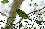 beautiful moustached barbet (Megalaima incognita)