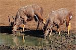 Two male Nyala antelopes (Tragelaphus angasii) drinking water, Mkuze game reserve, South Africa