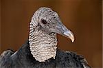 Portrait of an immature turkey vulture (Cathartes aura)
