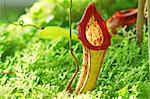 Nepenthe tropical carnivore plant