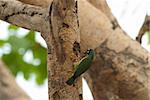 beautiful coppersmith barbet (Megalaima haemacephala)