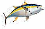 Yellowfin tuna in fast motion. Realistic vector illustration.