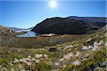 Blomsterbugten, Kejser Franz Joseph Fjord, Greenland