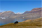 Arctic Landscape in Summer, Blomsterbugten, Kejser Franz Joseph Fjord, Greenland