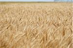 Wheat Stalks in Field, Alberta, Canada