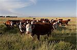 Herd of Beef Cattle in Field, Alberta, Canada