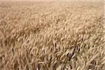 Close-up of Wheat Field, Alberta, Canada