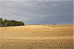 Geerntete Weizenfeld mit bewölkten Himmel, Alberta, Kanada