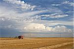 Weizenfeld bei der Ernte, Lethbridge, Alberta, Kanada