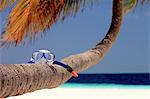 Snorkeling mask on palm tree at beach