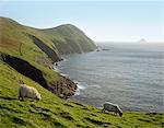 Sheep grazing on rural hillside