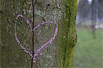 Broken heart drawn on a tree trunk