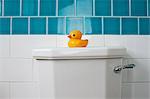 Canard en caoutchouc sur la toilette