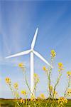 Oilseed rape and wind turbine