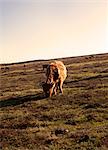 Cow grazing on heather