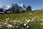 View from Grindelwald to Eiger, Bernese Oberland, Swiss Alps, Switzerland, Europe