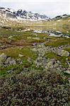 Hardangervidda, Telemark, Norvège, Scandinavie, Europe