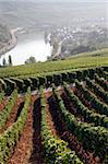 Vineyards and village of Machtum, Mosel Valley, Luxembourg, Europe