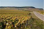 Vineyards near Avize, Champagne-Ardenne, France, Europe