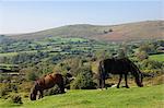 Poneys pâturage Dartmoor, Parc National de Dartmoor, Devon, Angleterre, Royaume-Uni, Europe