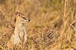 Agile wallaby, Tyto Wetlands, Ingham, Queensland, Australia. Pacific