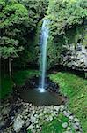 Cristal douche Falls, Parc National de Dorrigo, Nouvelle Galles du Sud, Australie, Pacifique