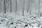 Paysage d'hiver, près de Villingen-Schwenningen, forêt noire, Bade-Wurtemberg, Allemagne, Europe