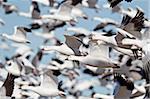 Flock of snow goose (Chen caerulescens) blasting off, Bosque del Apache National Wildlife Refuge, New Mexico, United States of America, North America