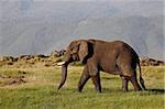 L'éléphant d'Afrique (Loxodonta africana), le cratère de Ngorongoro, UNESCO World Heritage Site, Tanzanie, Afrique de l'est, Afrique