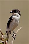 Fiscal shrike (common fiscal) (Lanius collaris), Ngorongoro Crater, Tanzania, East Africa, Africa