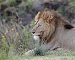 Lion (Panthera leo), le cratère de Ngorongoro, Tanzanie, Afrique de l'est, Afrique