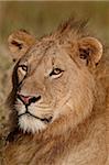 Lion (Panthera leo), le cratère de Ngorongoro, Tanzanie, Afrique de l'est, Afrique