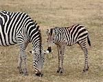 Common zebra (Burchell's zebra) (Equus burchelli) mare and colt, Ngorongoro Crater, Tanzania, East Africa, Africa