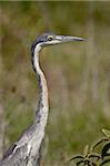 Black-headed heron (Ardea melanocephala), Ngorongoro Crater, Tanzania, East Africa, Africa