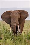 African elephant (Loxodonta africana) with large tusks, Ngorongoro Crater, UNESCO World Heritage Site, Tanzania, East Africa, Africa