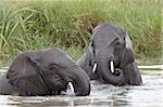 Deux jeunes éléphant d'Afrique (Loxodonta africana) jouant dans l'eau, Parc National du Serengeti, UNESCO World Heritage Site, Tanzanie, Afrique de l'est, Afrique